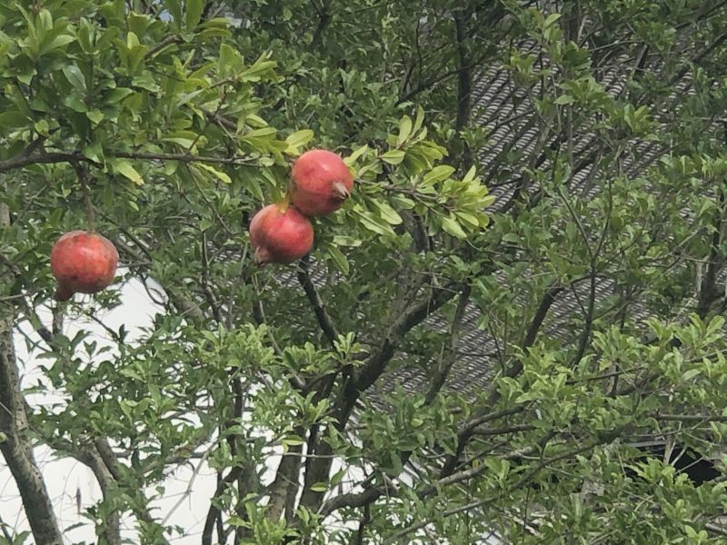 ���KУ��y���ƄӼZʳ��ͨ�c�F����������ں�