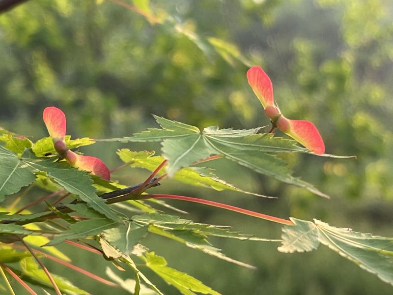 �Y�m�P���༉�Ļ��Z��ζ